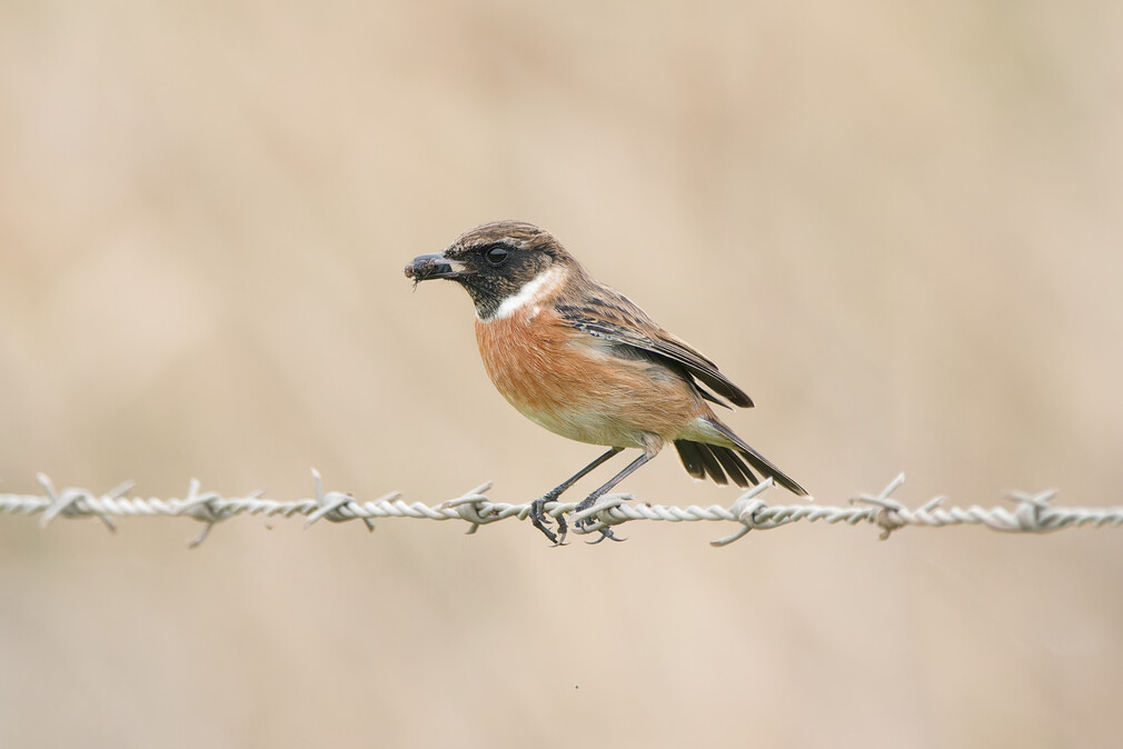 Stonechat